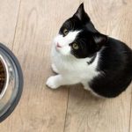 Best Kitten Food