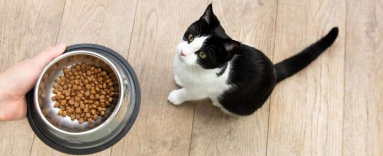 Read more about the article Best Kitten Food