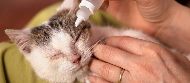 Read more about the article Cat Eye Wash