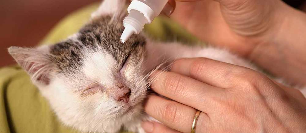 Read more about the article Cat Eye Wash