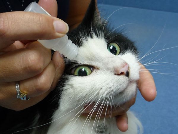 Read more about the article Eye Drops For Cats