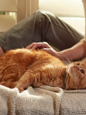 Cat Dewormer