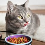 Best Cat Food