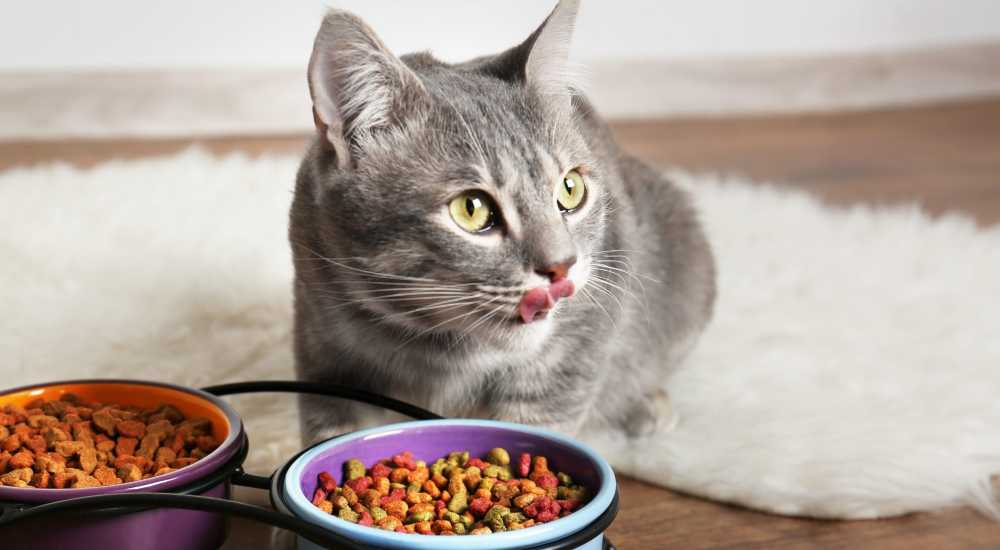 Read more about the article Best Cat Food