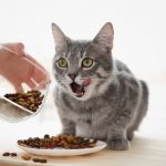 Best Cat Food Brands