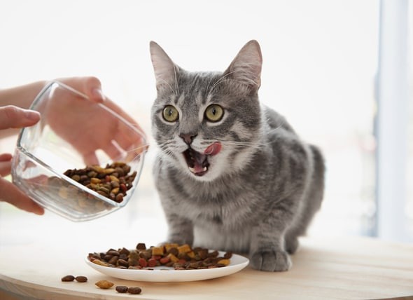 Read more about the article Best Cat Food Brands