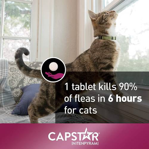 Capstar Flea Treatment For Cats Image