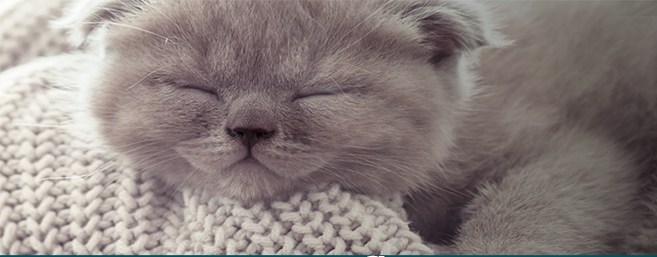 Read more about the article Best Flea Treatment For Cats