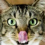 Best Cat Food For Indoor Cats