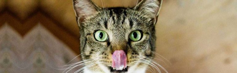 Read more about the article Best Cat Food For Indoor Cats