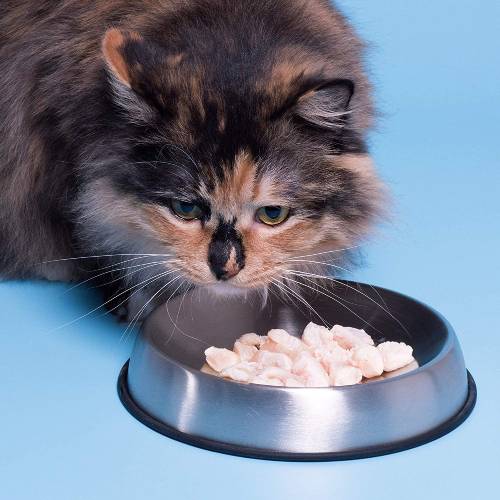 Read more about the article Cat Bowls