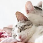 Cat Pheromone Diffusers