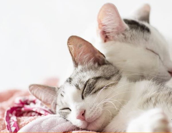 Read more about the article Cat Pheromone Diffusers