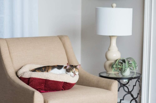 Read more about the article Cat Bed