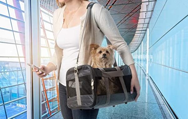 Read more about the article Cat Carriers