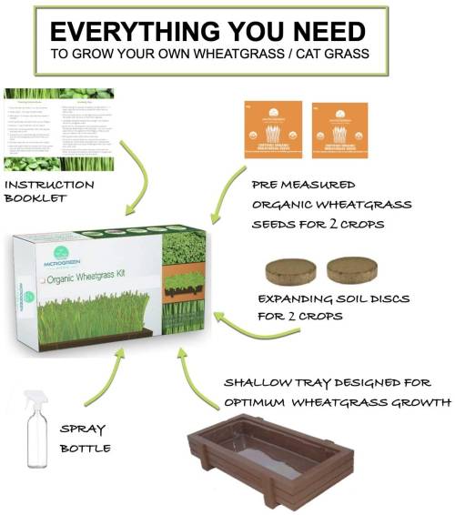 Certified Organic Cat Grass