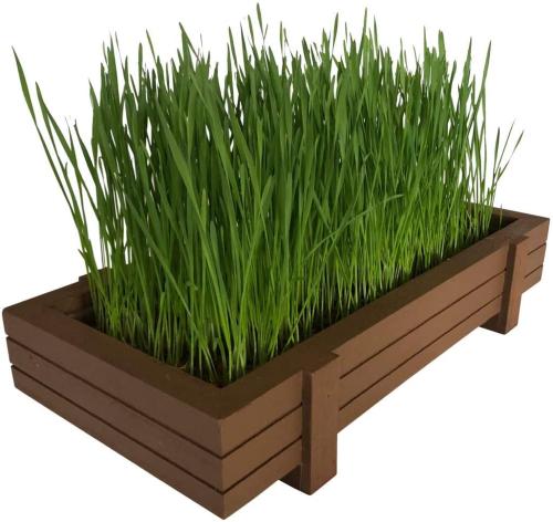 Certified Organic Cat Grass