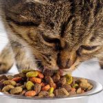 Best Dry Cat Food