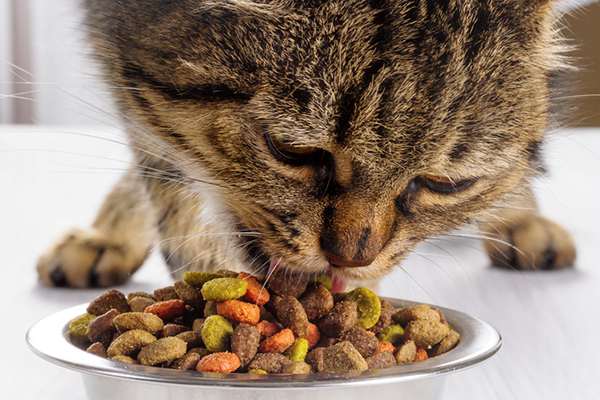 Read more about the article Best Dry Cat Food