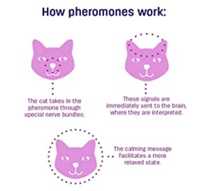 Feliway Pheromone