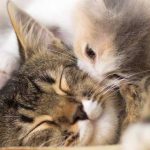 Grain Free Wet Cat Food