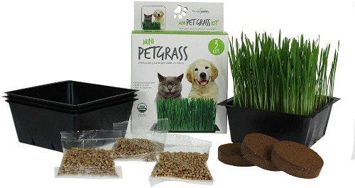 Handy Pantry Cat Grass