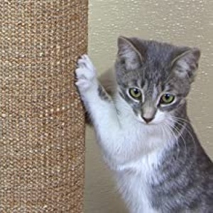 Read more about the article Cat Scratching Post