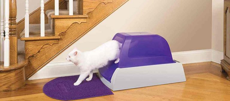 Read more about the article Self Cleaning Litter Box