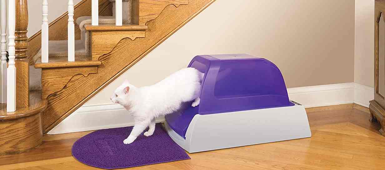 Read more about the article Self Cleaning Litter Box