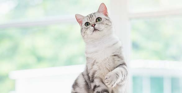 Read more about the article Best Wet Cat Food For Indoor Cats