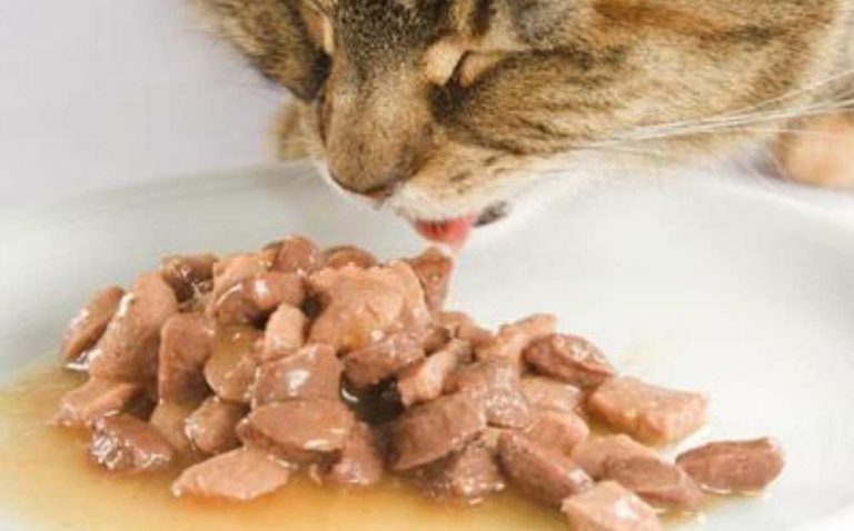 Read more about the article Best Wet Cat Food