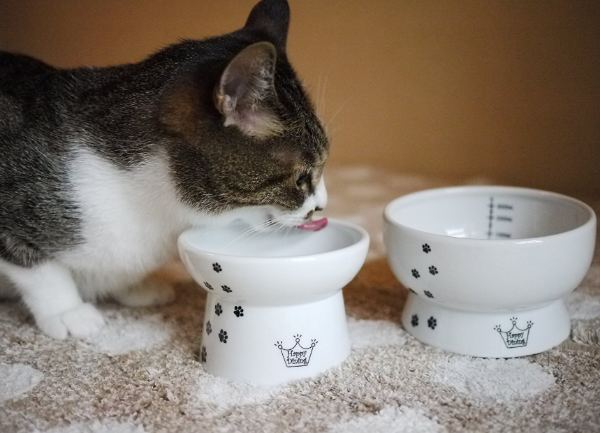 necoichi ceramic elevated cat bowl