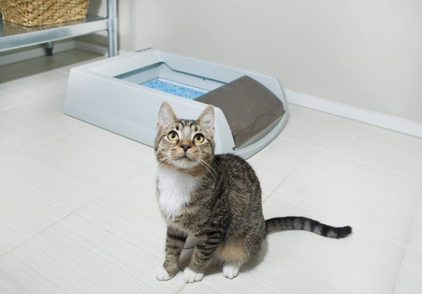 self cleaning litter box
