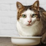 Senior Cat Food