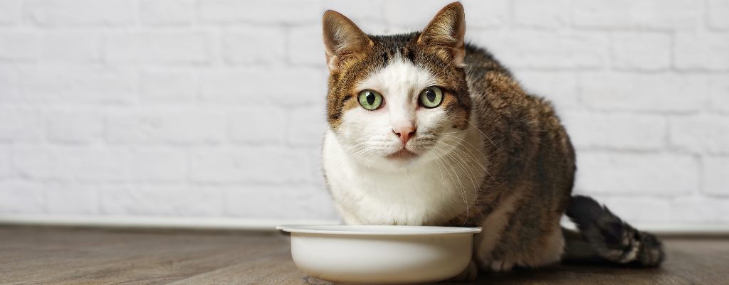 Read more about the article Senior Cat Food