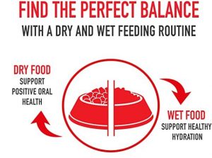 Best Cat Food Balanced