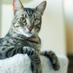 Cat Food For Sensitive Stomach