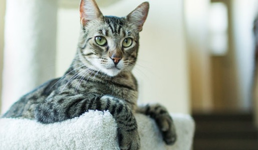 Read more about the article Cat Food For Sensitive Stomach