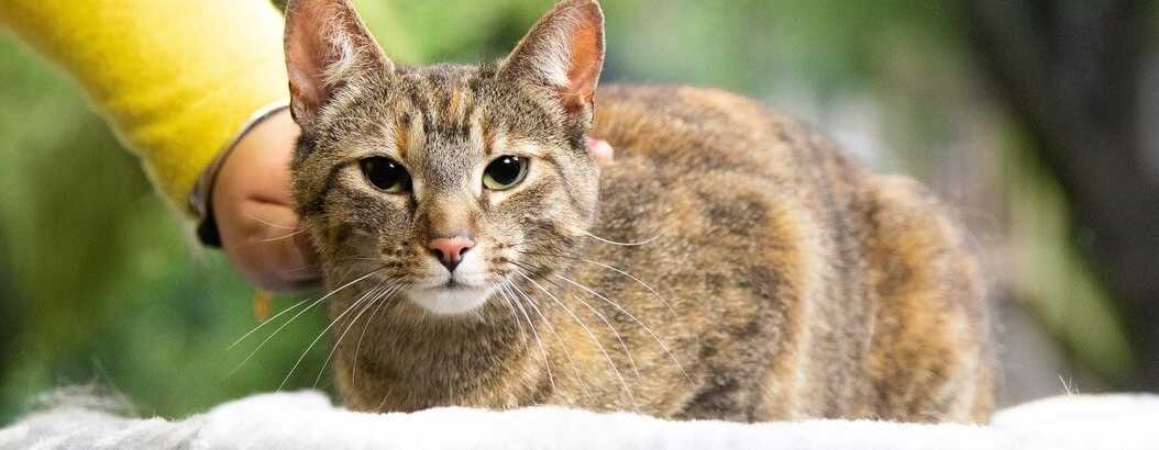 Read more about the article Cat Food For Arthritis