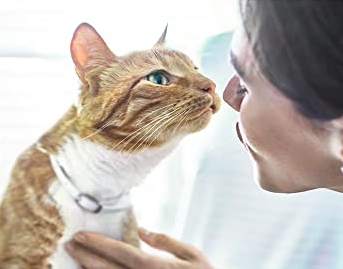 Read more about the article Diabetic Cat Food