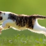 High Calorie Cat Food