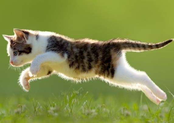 Read more about the article High Calorie Cat Food
