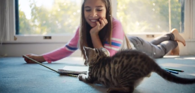 Read more about the article High Fiber Cat Food