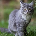 High Protein Cat Food