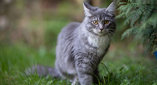 Read more about the article High Protein Cat Food