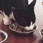Soft Dry Cat Food
