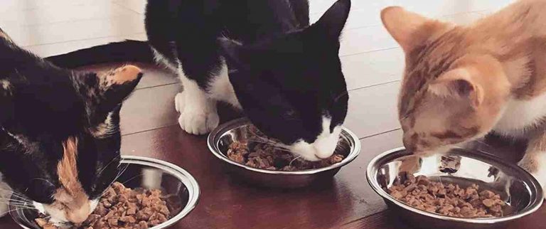 Read more about the article Soft Dry Cat Food