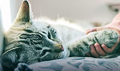 Read more about the article Urinary Cat Food