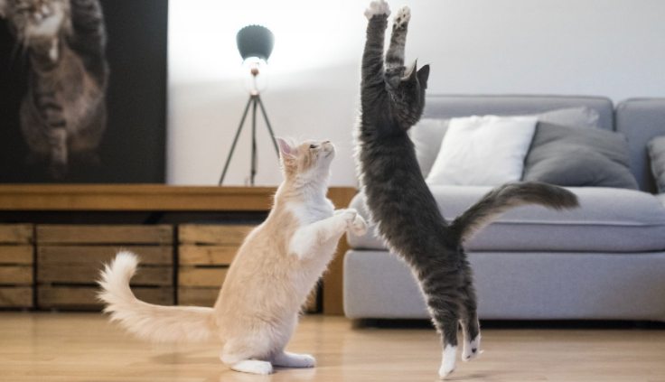 Read more about the article Glucosamine For Cats