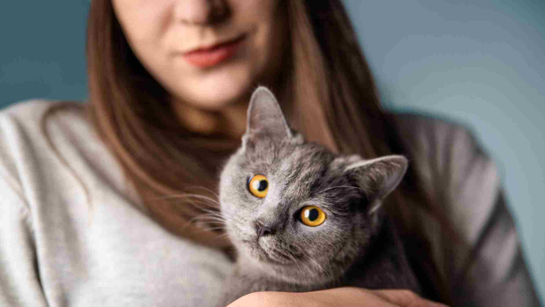 Read more about the article Cat Arthritis Supplements